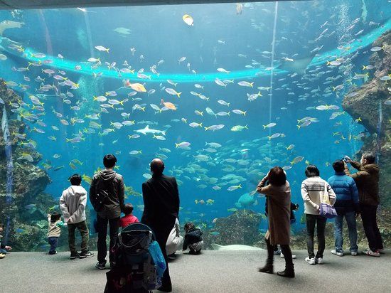 しながわ水族館